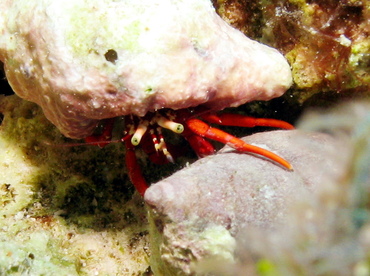 Red Reef Hermit Crab - Paguristes cadenati - Grand Cayman