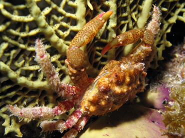 Red-Ridged Clinging Crab - Mithraculus forceps - Grand Cayman