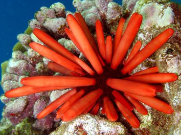 Red Slate Pencil Urchin - Heterocentrotus mamillatus - Lanai, Hawaii