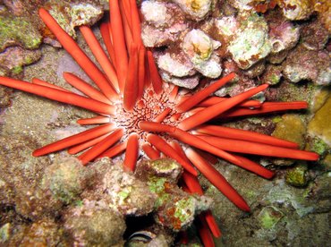 Red Slate Pencil Urchin - Heterocentrotus mamillatus - Maui, Hawaii