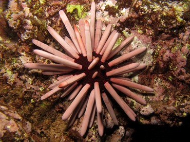 Red Slate Pencil Urchin - Heterocentrotus mamillatus - Maui, Hawaii