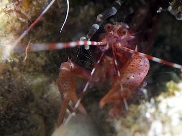 Red Snapping Shrimp - Alpheus armatus - British Virgin Islands