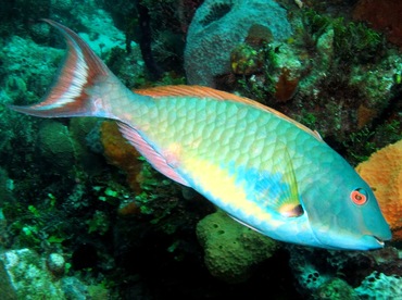 Redtail Parrotfish - Sparisoma chrysopterum - Nassau, Bahamas
