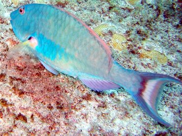 Redtail Parrotfish - Sparisoma chrysopterum - Key Largo, Florida