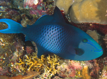 Redtoothed Triggerfish - Odonus niger - Palau