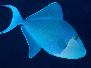 Redtoothed Triggerfish - Odonus niger - Fiji