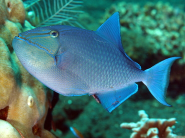 Redtoothed Triggerfish - Odonus niger - Bali, Indonesia