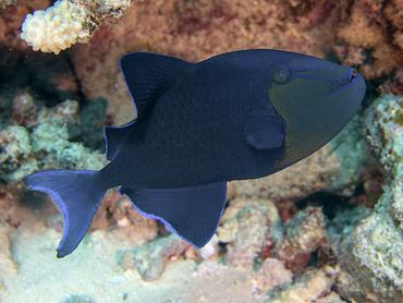 Redtoothed Triggerfish - Odonus niger - Moorea, French Polynesia