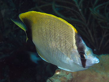 Reef Butterflyfish - Chaetodon sedentarius - Palm Beach, Florida