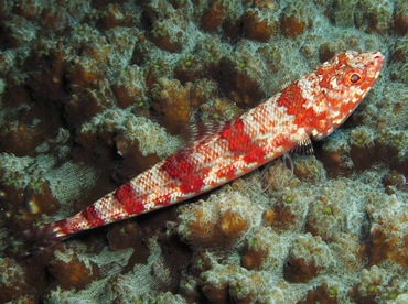 Reef Lizardfish - Synodus variegatus - Dumaguete, Philippines