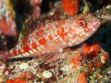 Reef Lizardfish - Synodus variegatus - Fiji