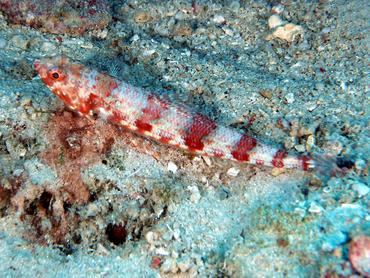 Reef Lizardfish - Synodus variegatus - Komodo, Indonesia