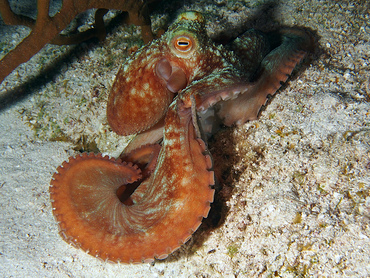 Caribbean Reef Octopus - Octopus briareus - Cozumel, Mexico