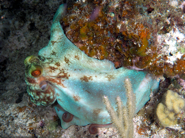 Caribbean Reef Octopus - Octopus briareus - Turks and Caicos