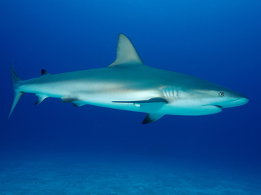Caribbean Reef Shark - Carcharhinus perezii - Eleuthera, Bahamas