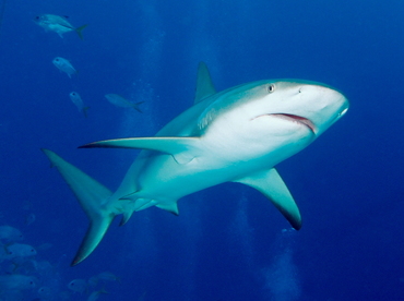 Caribbean Reef Shark - Carcharhinus perezii - Eleuthera, Bahamas