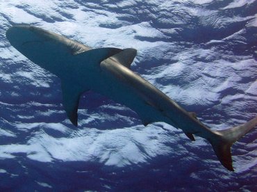 Caribbean Reef Shark - Carcharhinus perezii - Turks and Caicos