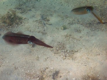 Caribbean Reef Squid - Sepioteuthis sepioidea - Turks and Caicos