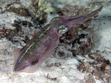 Caribbean Reef Squid - Sepioteuthis sepioidea - Cozumel, Mexico
