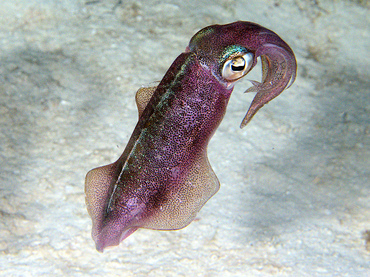 Caribbean Reef Squid - Sepioteuthis sepioidea - Cozumel, Mexico