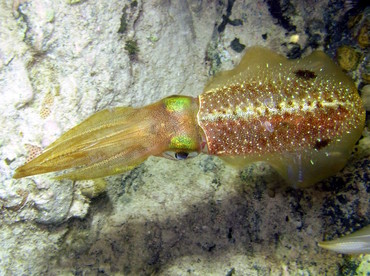 Caribbean Reef Squid - Sepioteuthis sepioidea - St John, USVI
