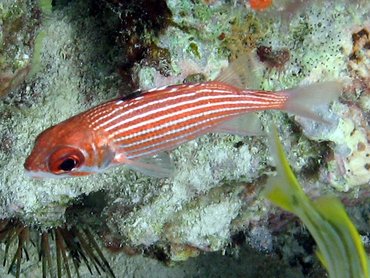 Reef Squirrelfish - Sargocentron coruscum - St John, USVI