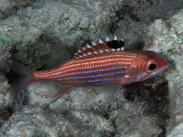 Reef Squirrelfish - Sargocentron coruscum - Bonaire