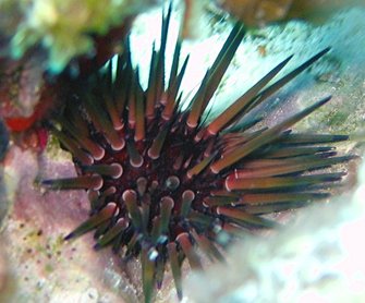 Reef Urchin - Echinometra viridis - Nassau, Bahamas