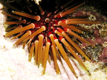 Reef Urchin - Echinometra viridis - Belize