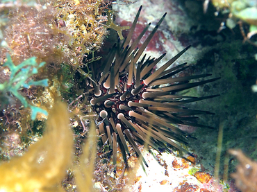 Reef Urchin - Echinometra viridis - Turks and Caicos
