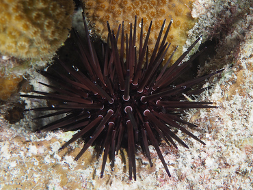 Reef Urchin - Echinometra viridis - Bonaire