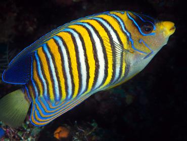 Regal Angelfish - Pygoplites diacanthus - Bali, Indonesia