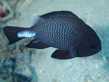 Damselfish Isopod - Renocila ovata - Komodo, Indonesia