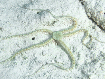 Reticulated Brittle Star - Ophionereis reticulata - Turks and Caicos