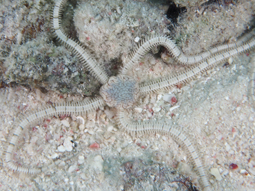Reticulated Brittle Star - Ophionereis reticulata - Bonaire