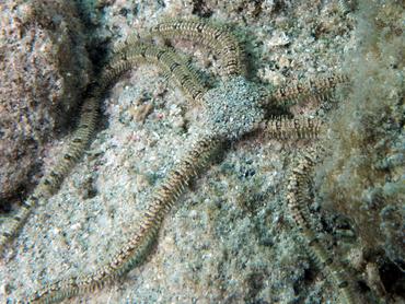 Reticulated Brittle Star - Ophionereis reticulata - British Virgin Islands