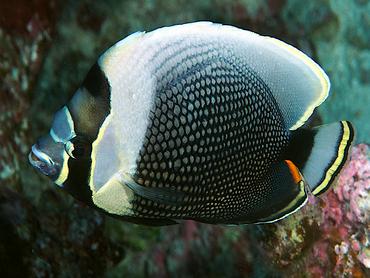 Reticulated Butterflyfish - Chaetodon reticulatus - Rangiroa, French Polynesia