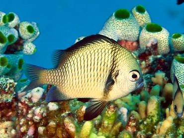 Reticulated Dascyllus - Dascyllus reticulatus - komodo, Indonesia