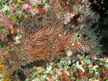 Lacy Scorpionfish - Rhinopias aphanes - Great Barrier Reef, Australia