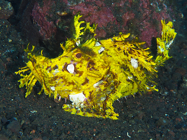 Weedy Scorpionfish - Rhinopias frondosa - Bali, Indonesia