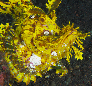 Weedy Scorpionfish - Rhinopias frondosa - Bali, Indonesia