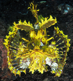 Weedy Scorpionfish - Rhinopias frondosa - Bali, Indonesia