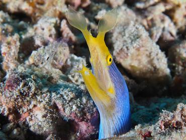 Ribbon Moray Eel - Rhinomuraena quaesita - Komodo, Indonesia