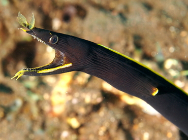 Ribbon Moray Eel - Rhinomuraena quaesita - Bali, Indonesia