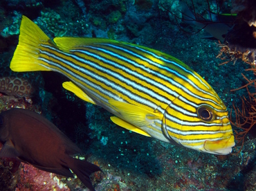 Ribbon Sweetlips - Plectorhinchus polytaenia - Bali, Indonesia