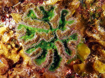 Ridged Cactus Coral - Mycetophyllia lamarckiana - Eleuthera, Bahamas