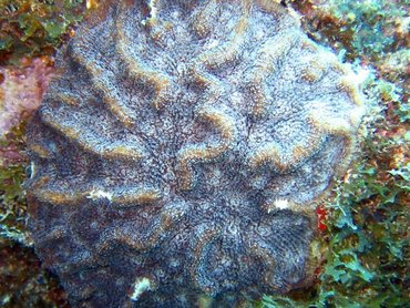 Ridged Cactus Coral - Mycetophyllia lamarckiana - Key Largo, Florida
