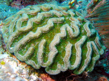 Ridged Cactus Coral - Mycetophyllia lamarckiana Florida Keys Reef