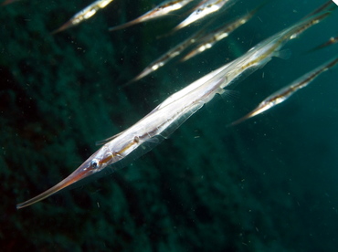Rigid Shrimpfish - Centriscus scutatus - Lembeh Strait, Indonesia