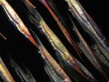 Rigid Shrimpfish - Centriscus scutatus - Dumaguete, Philippines